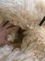 Mercer Dry Cleaning & Laundry