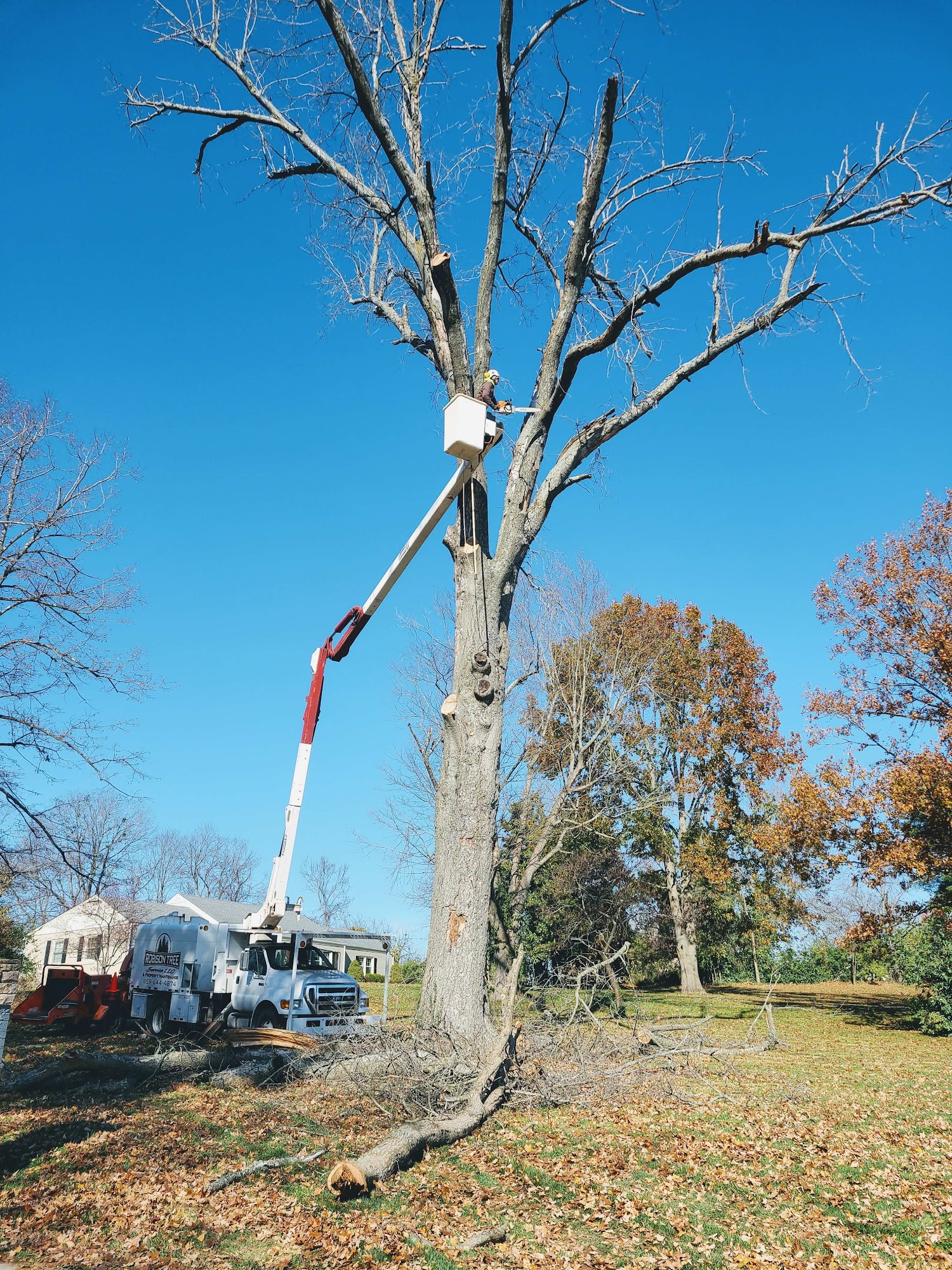 Robison Tree Service