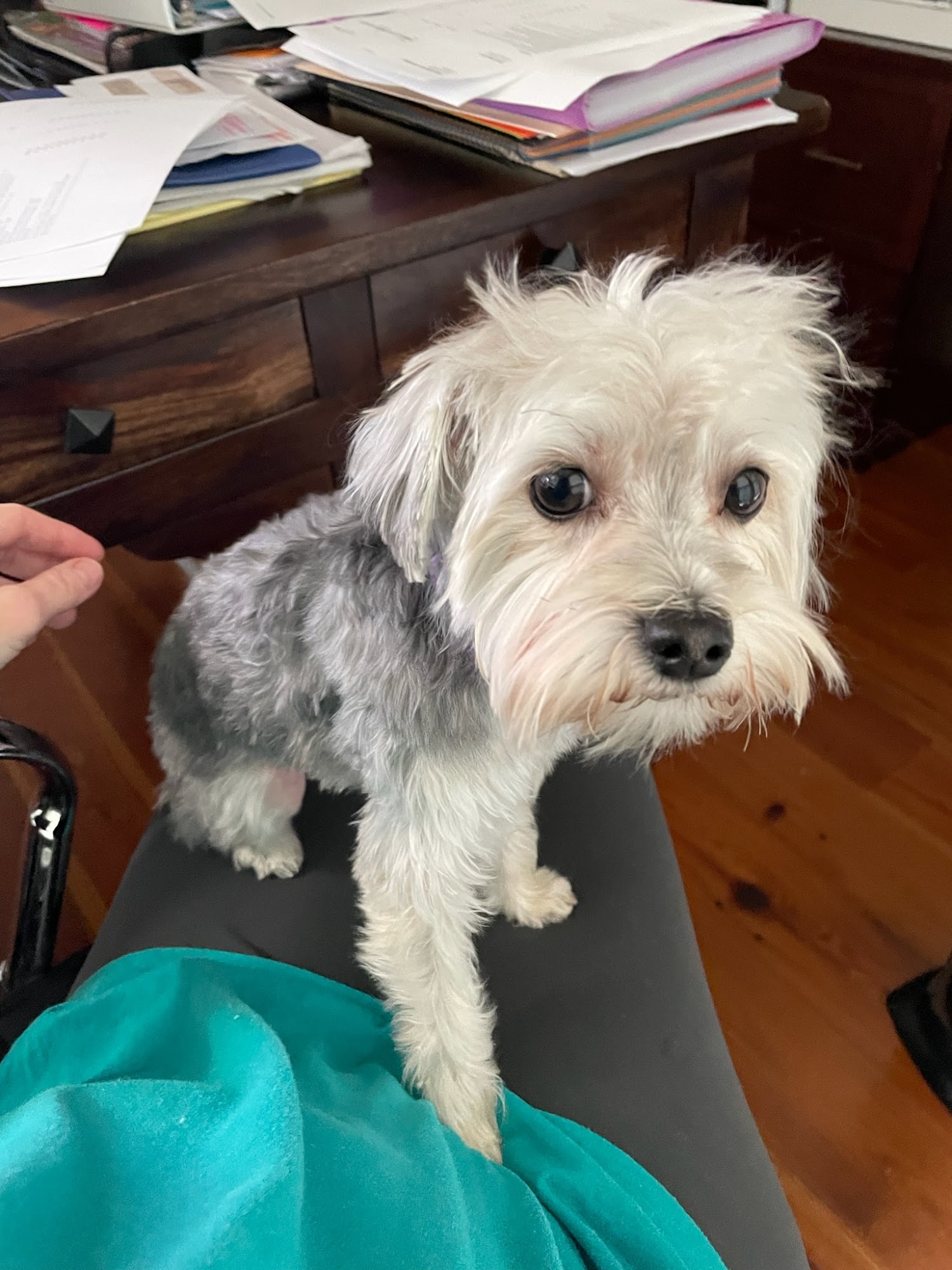 PUPPY KUTZ PET GROOMING & BOARDING Gonzales LA Hours, Directions