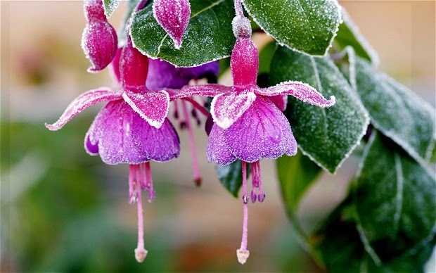 Lush Haven Garden and Home Improvements Service