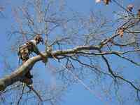 TreeFrog Tree Service of Cape Cod