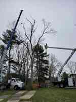 Palaza & McDonough Tree Service Inc