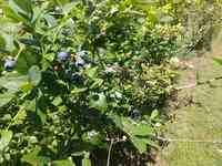 Blueberry Gardens Center for Yoga, Growth, and Healing