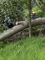 Arbor Care Tree Experts