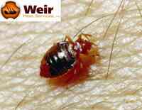 Weir Pest Services