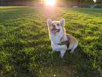 The Posh Pet Dog and Cat Salon