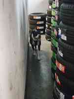 Amy and Chucks Tire