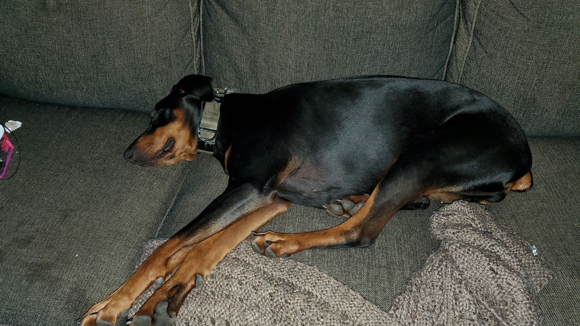 Meadow Pond Pet Resort Mancelona