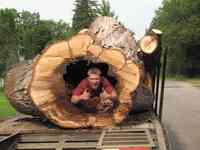 Tall Timber Tree Experts LLC