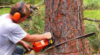 Ron's Tree Service and Firewood