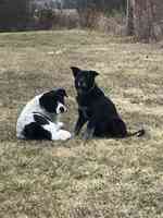 Bolivar Pet Hospital