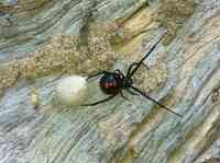 Alert One Termite & Pest Control