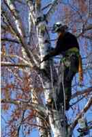 Professional Tree Service