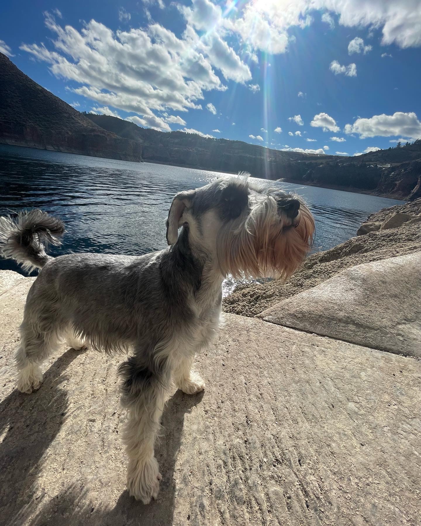 Janelle's Lil Paws Pet Parlour Hardin