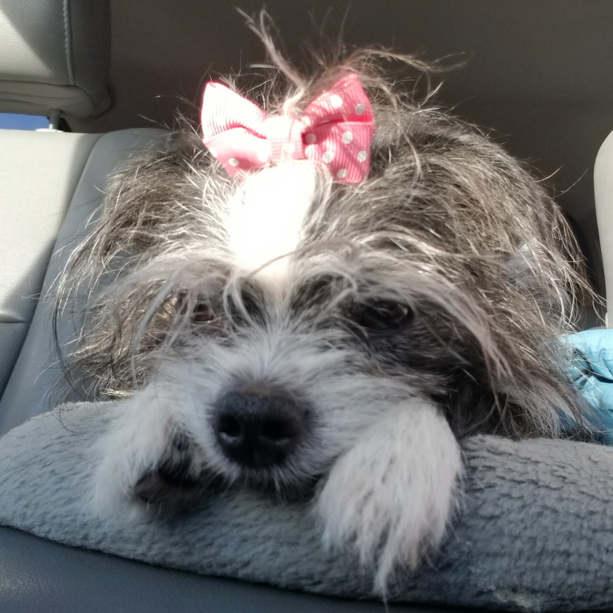 Flint Creek Valley Vet Clinic Philipsburg