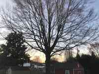 Layton's Tree Services-Concord Inc