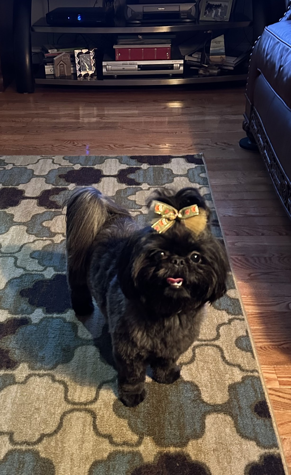 Luv My K 9s Fayetteville