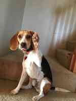 Countryview Animal Hospital