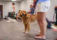 Sit Means Sit Dog Training Raleigh