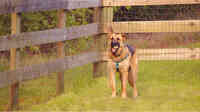 Sandhills Dog Training LLC