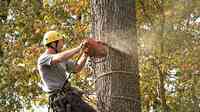 Belmontes A-1 Tree Experts LLC