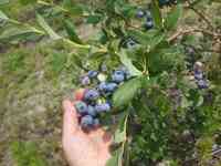 Thompson Blueberry Farm
