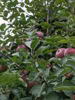 Beemerville Orchard