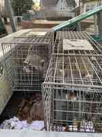 A Bad Critter Raccoon & Squirrel Removal