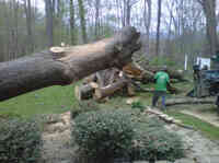 Adirondack Tree Specialists Inc