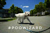 Poo Wizard