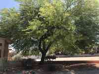 Las Vegas Superior Tree Service