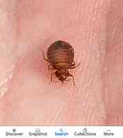 Above & Beyond Bed Bug Removal Exterminators