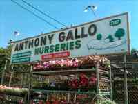 Anthony Gallo Landscaping & Nursery