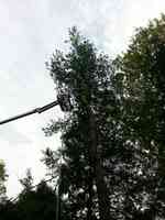 Viewmont Tree Services