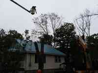 CNY Tree Service