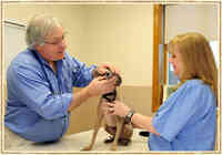 Island Trees Veterinary Hospital