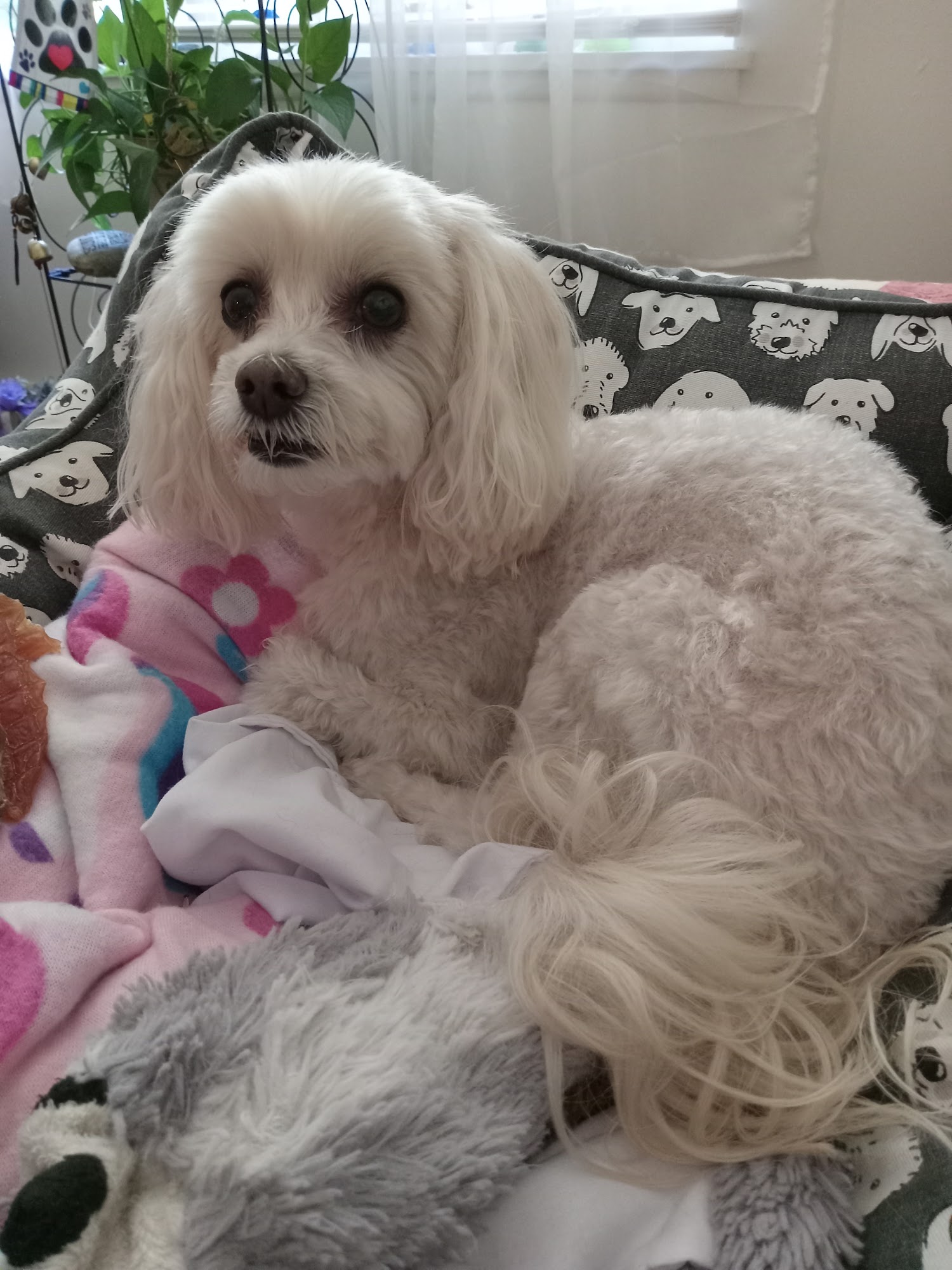 Precious Pets Grooming & Boarding Lockport