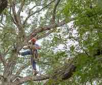 Americans Tree Service