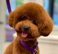 Lex Pets Grooming and Services