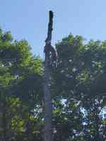 Cooney Tree Service