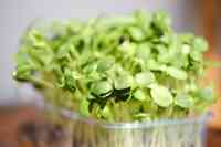 Syracuse Microgreens