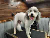 Hair of the Dog Pet Grooming