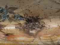 Empire Termite & Pest Control