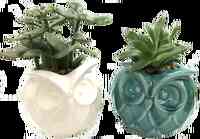 Succulent Garden Gifts