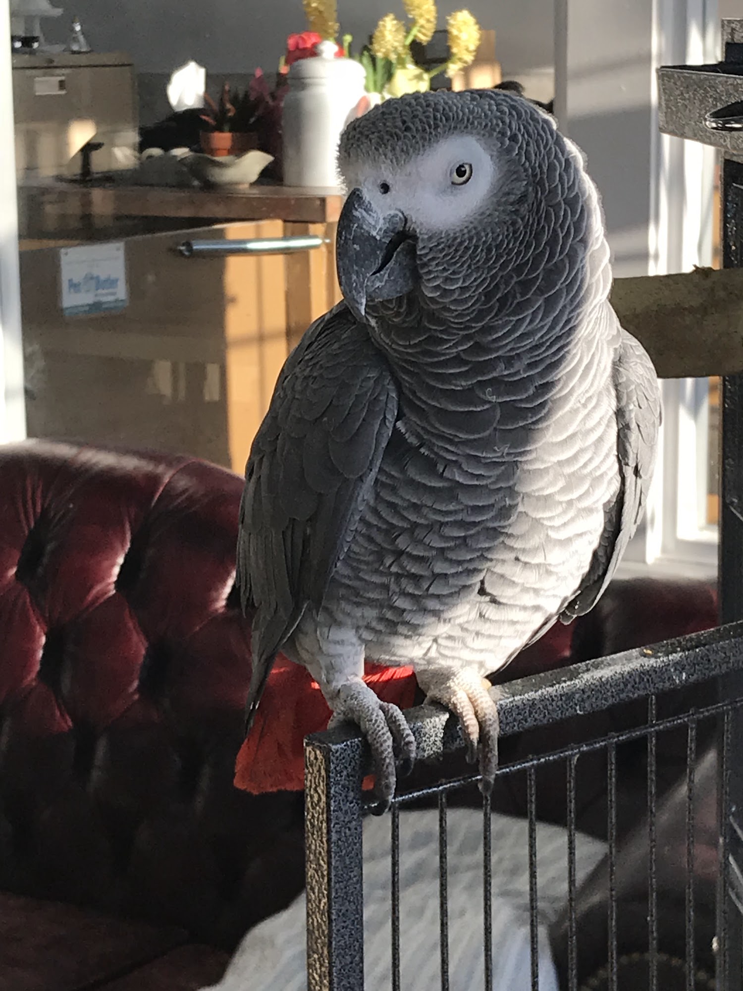 Feathered Playpen West Chester