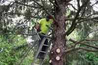 Barn Owl Tree Services