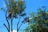 The Real Tree Masters Inc.- Tree Removal Mississauga