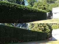 Best Green Hedges