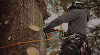 Apex Tree Surgeons - Tree Services Orillia