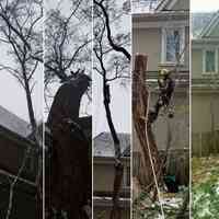 Toronto Tree Guys Inc.